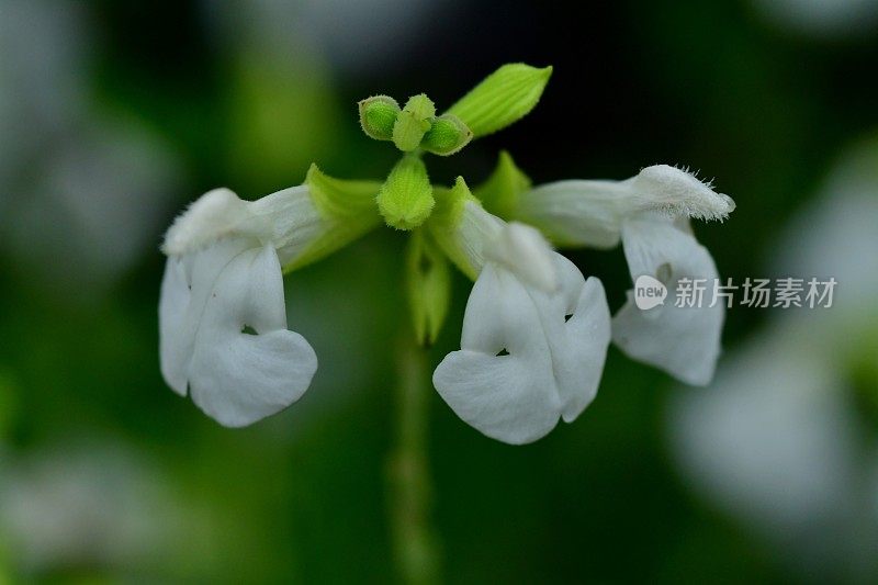 萨尔维亚微植物/婴儿圣人